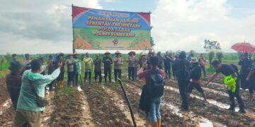 Polres Sumedang Dukung Ketahanan Pangan Nasional, Laksanakan Penanaman Jagung Serentak 750 Hektar Program Polda Jabar