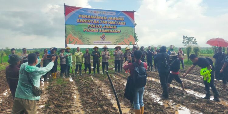 Polres Sumedang Dukung Ketahanan Pangan Nasional, Laksanakan Penanaman Jagung Serentak 750 Hektar Program Polda Jabar